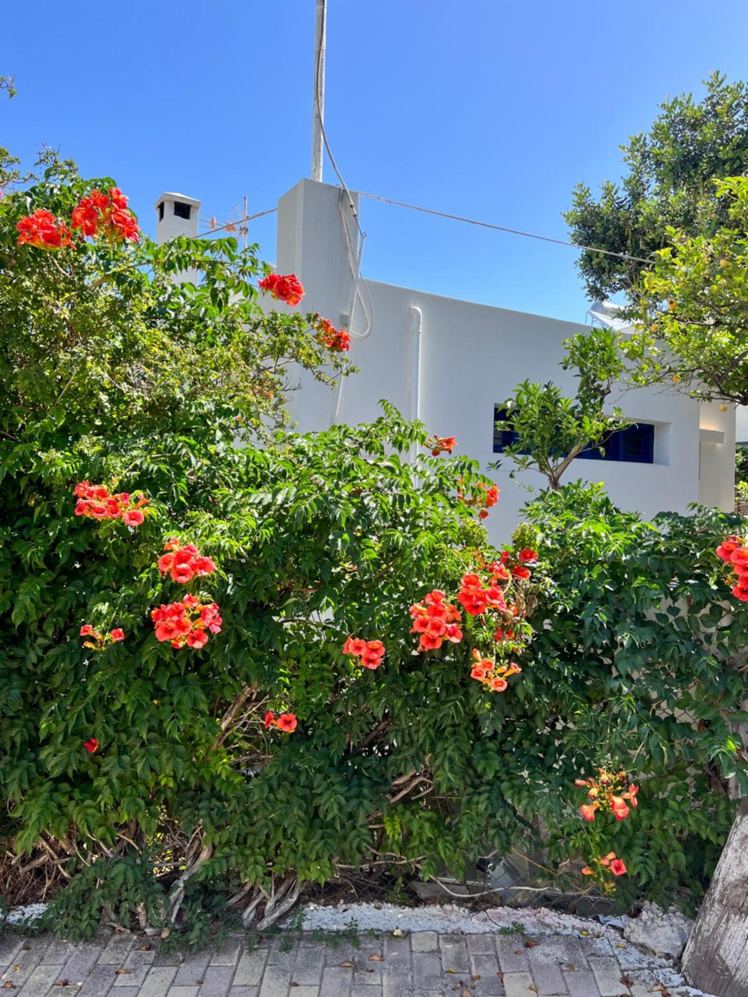 Aliki Piskopiano * Hersonissos (Crete)