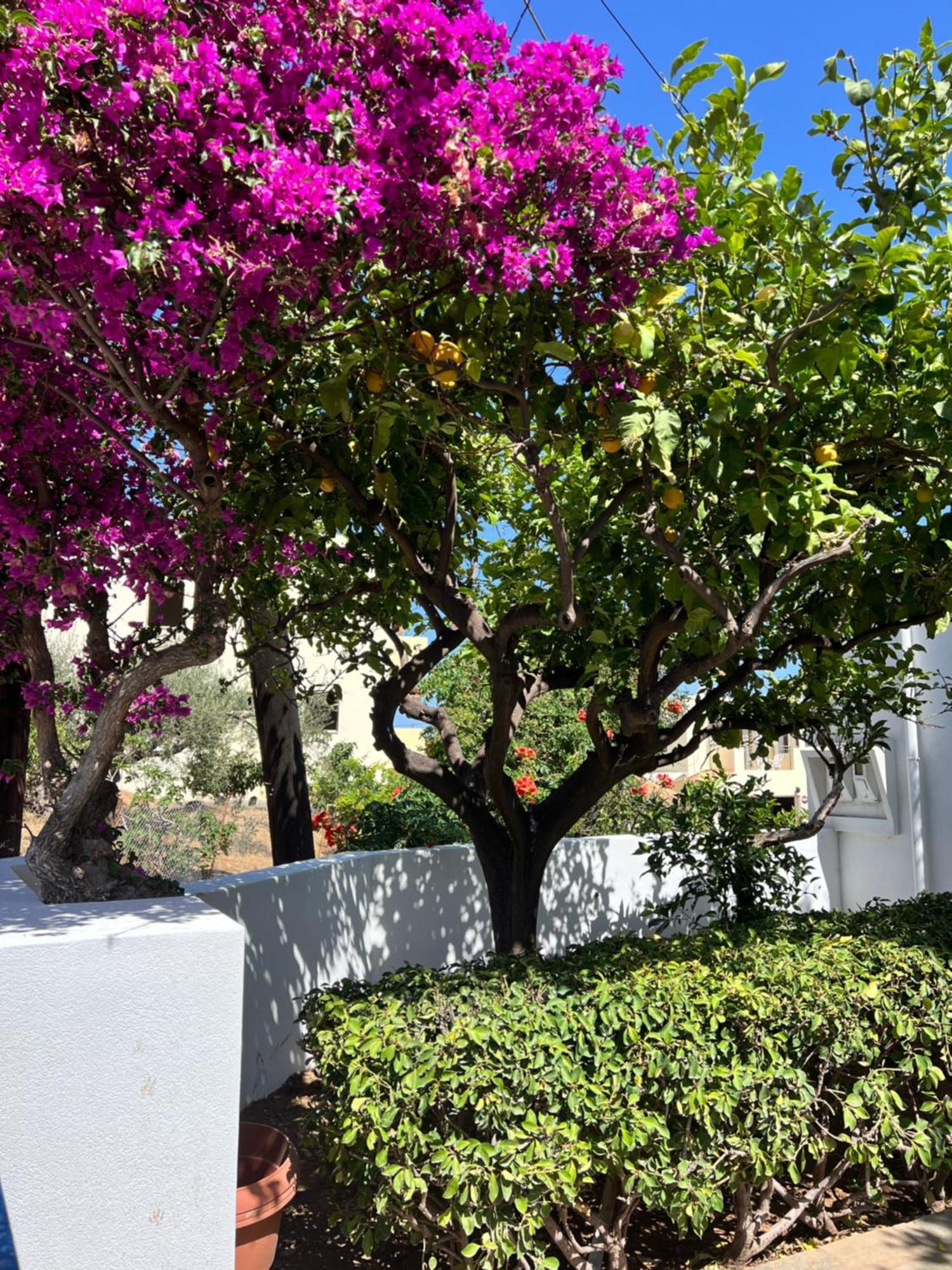 Villa Aliki Piskopiano Hersonissos (Crete)
